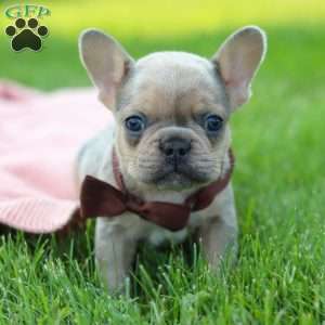 Ike, French Bulldog Puppy